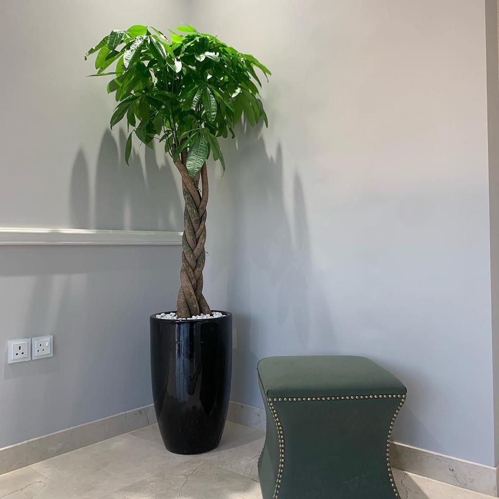 Money Tree XXL