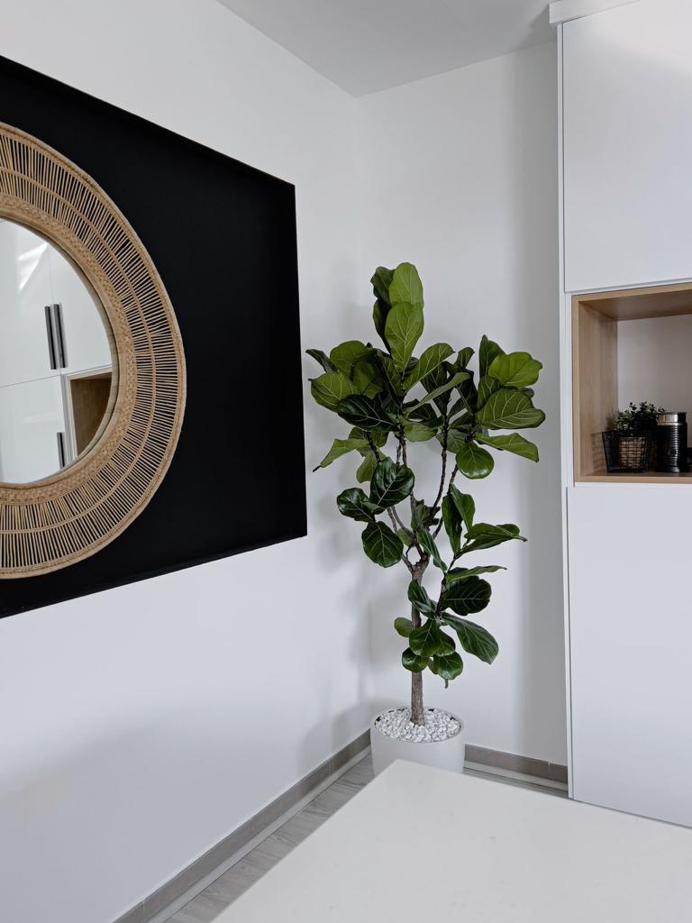 Fiddle Big in white pot|160-180cm