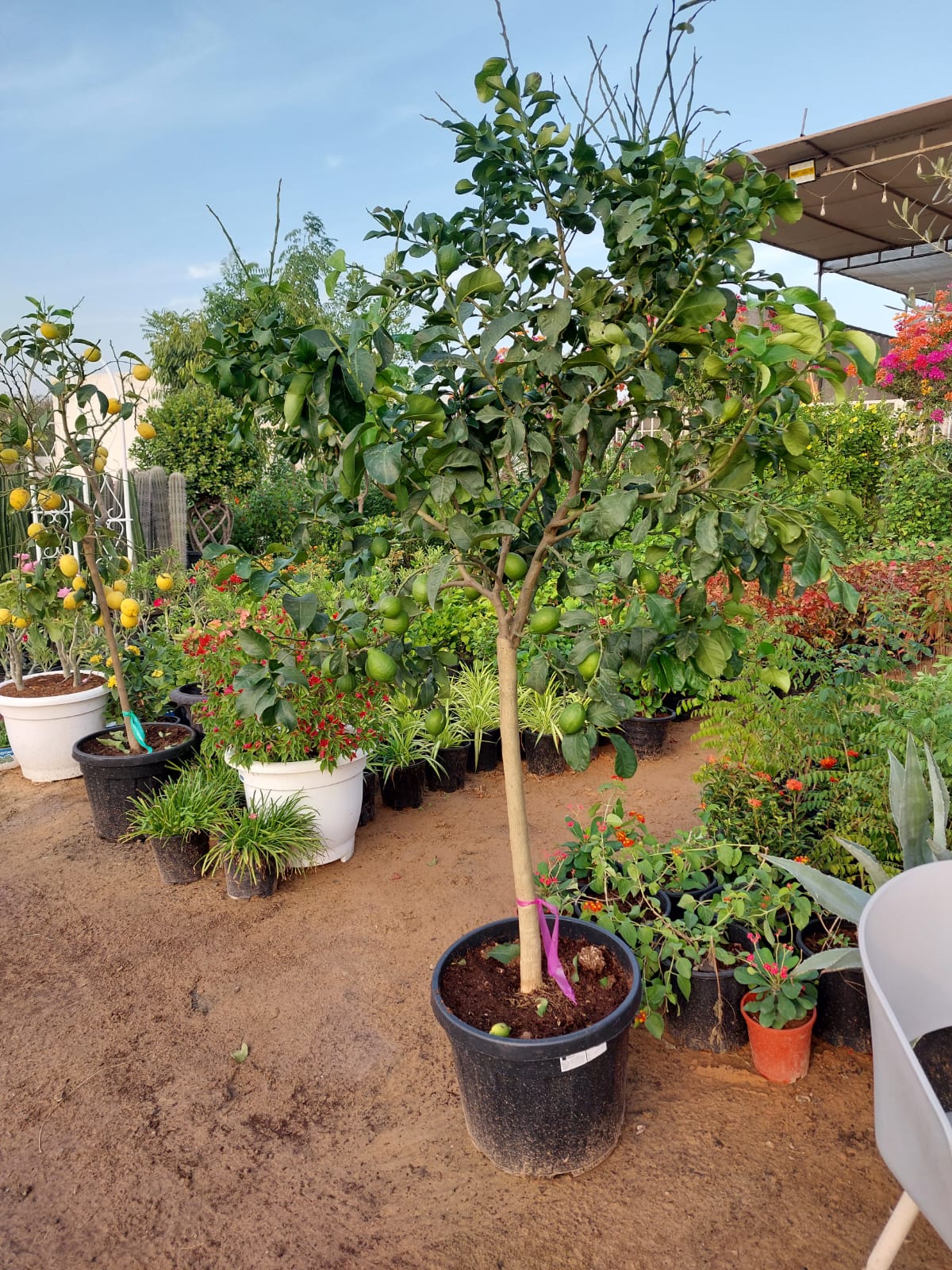 Lemon tree Yellow Premium