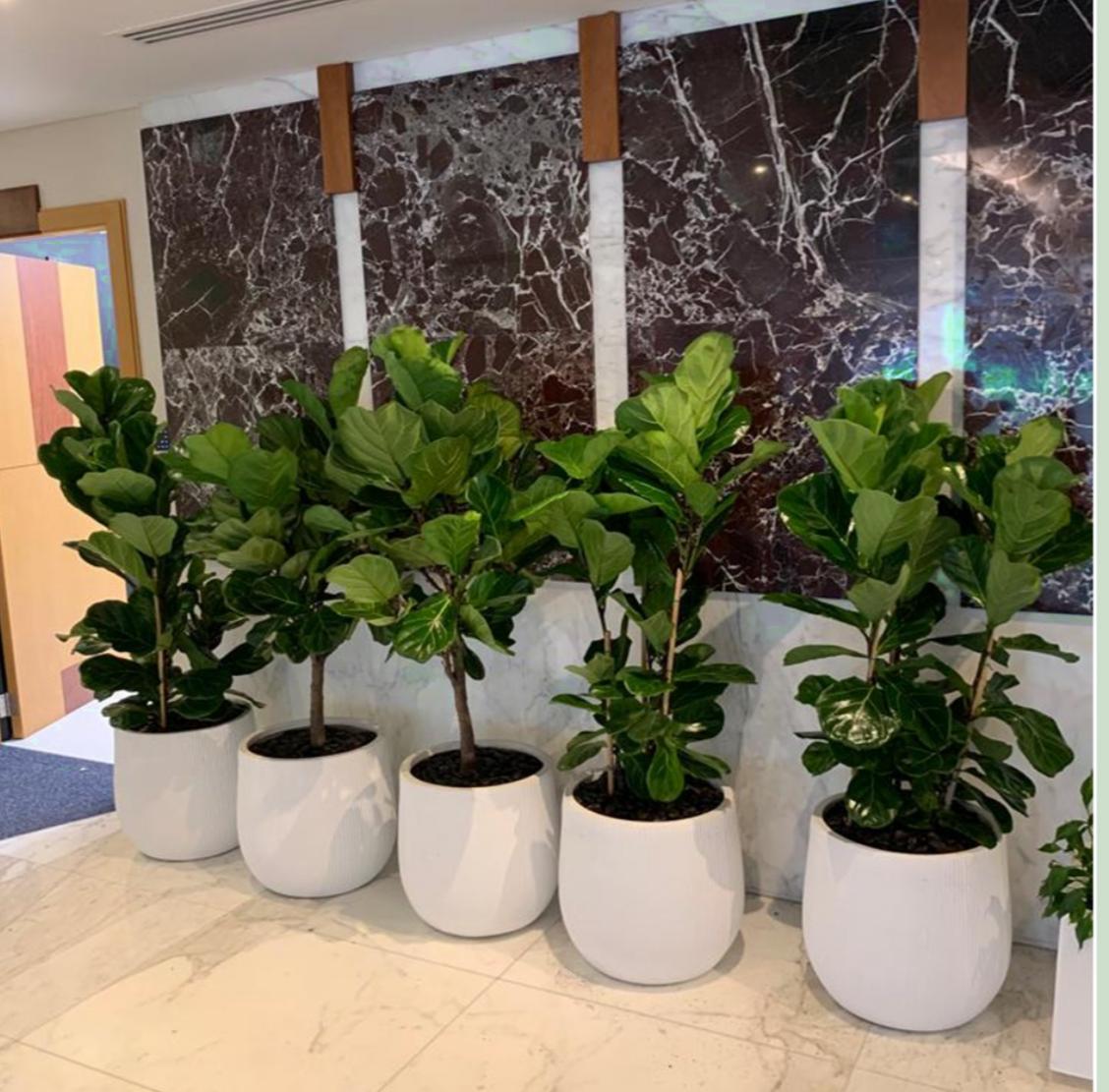 Office Plant Fiddle Big in Fiber Pot Each| 180cm