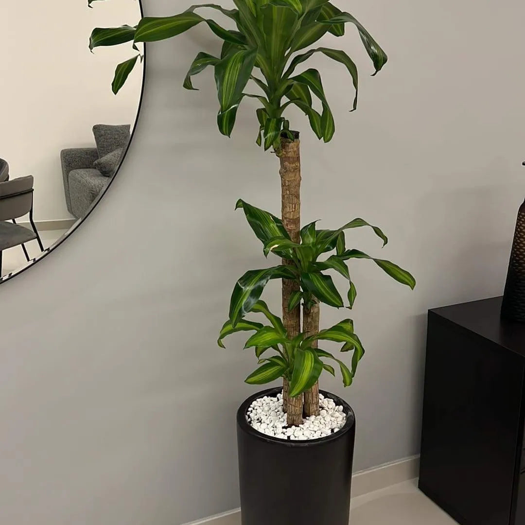 Fortune Plant in Black Pot (160cm)