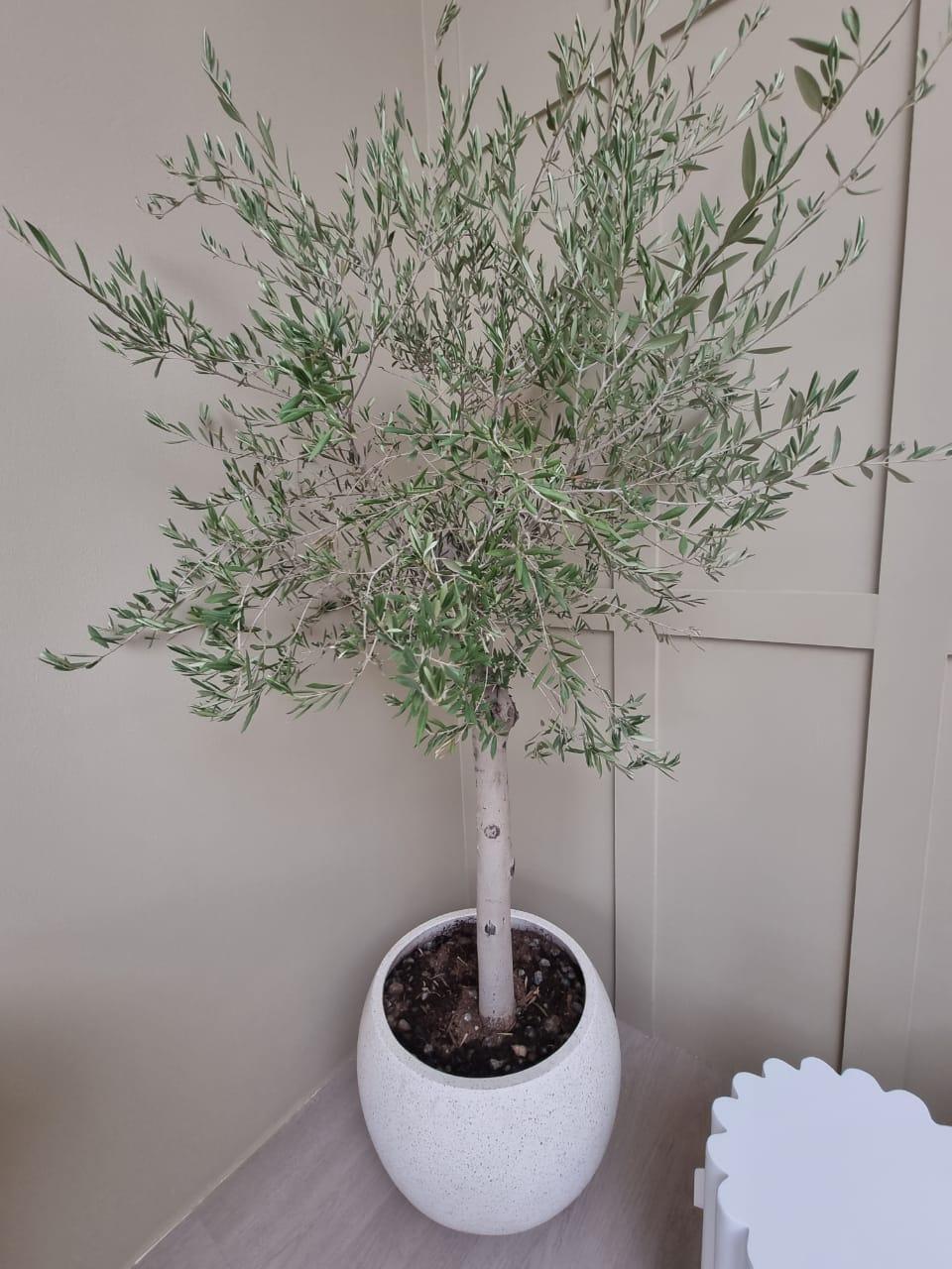 Olive in fiber pot