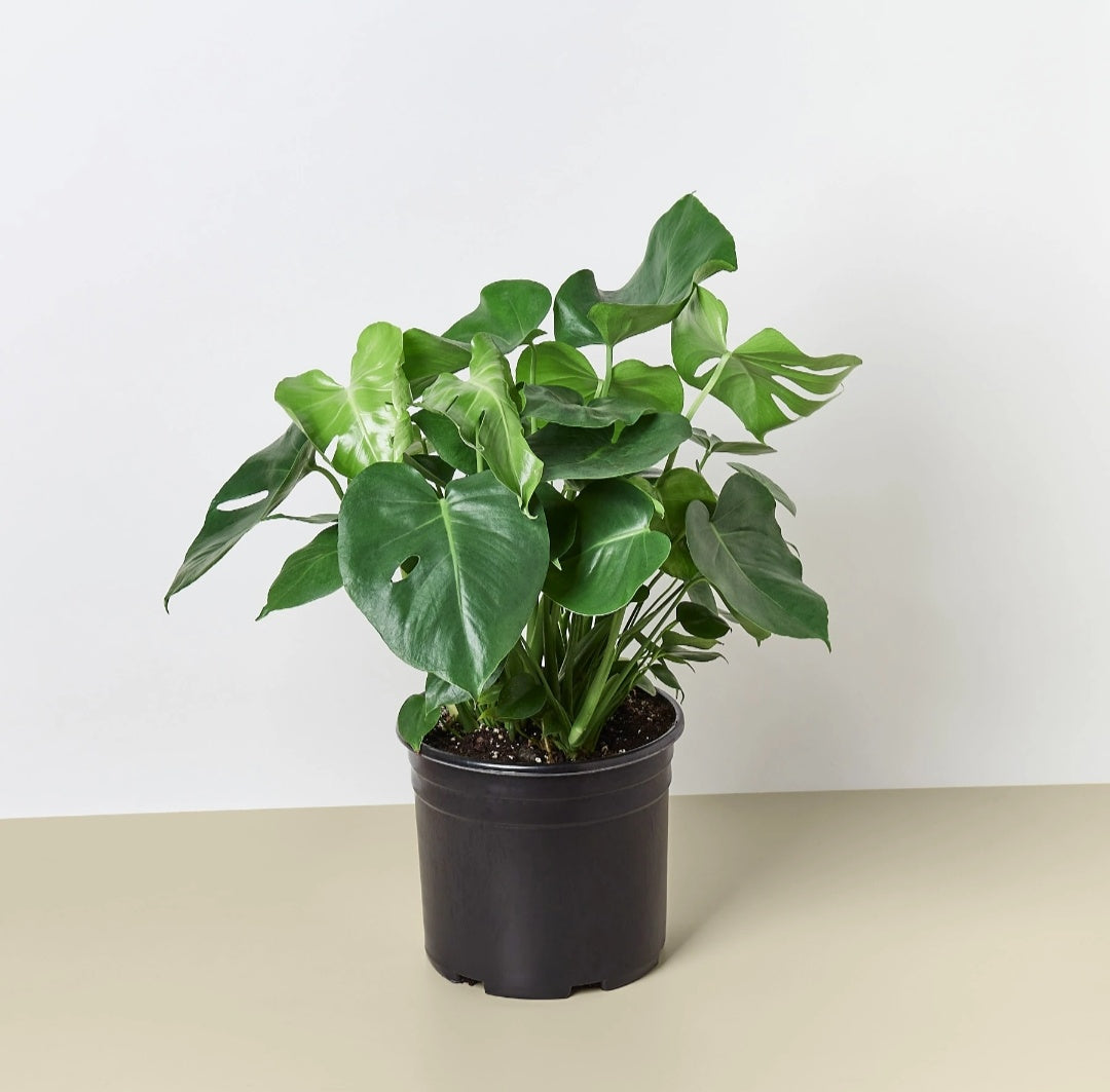 Monstera each Plants UAE