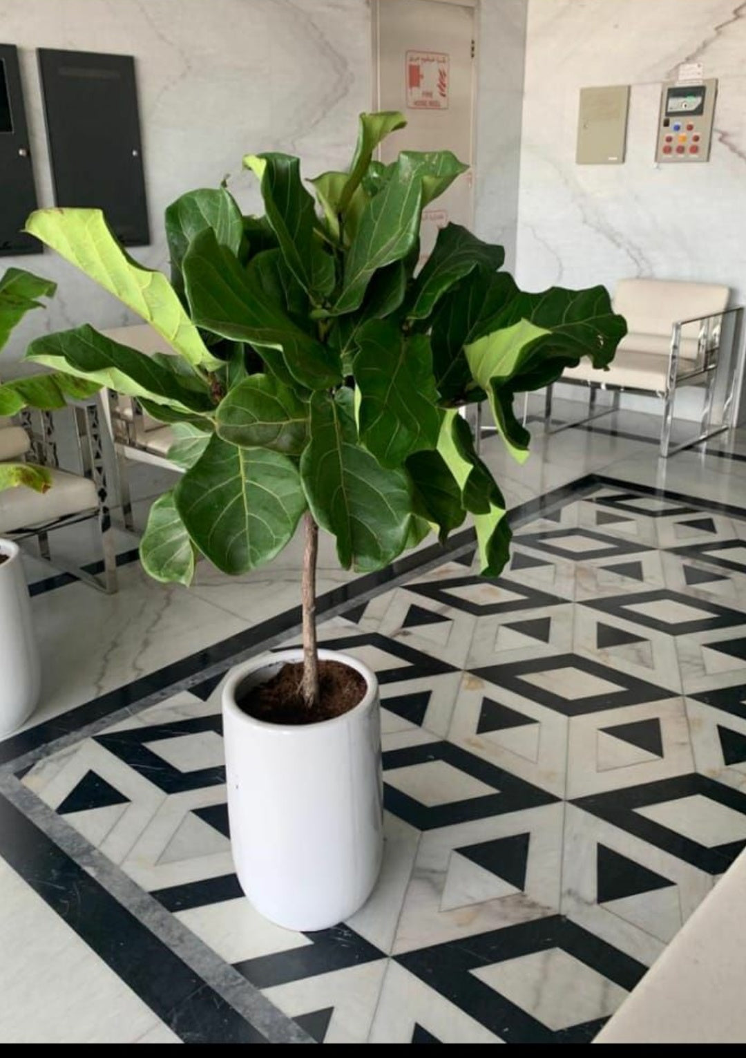 Big Fiddle Plant