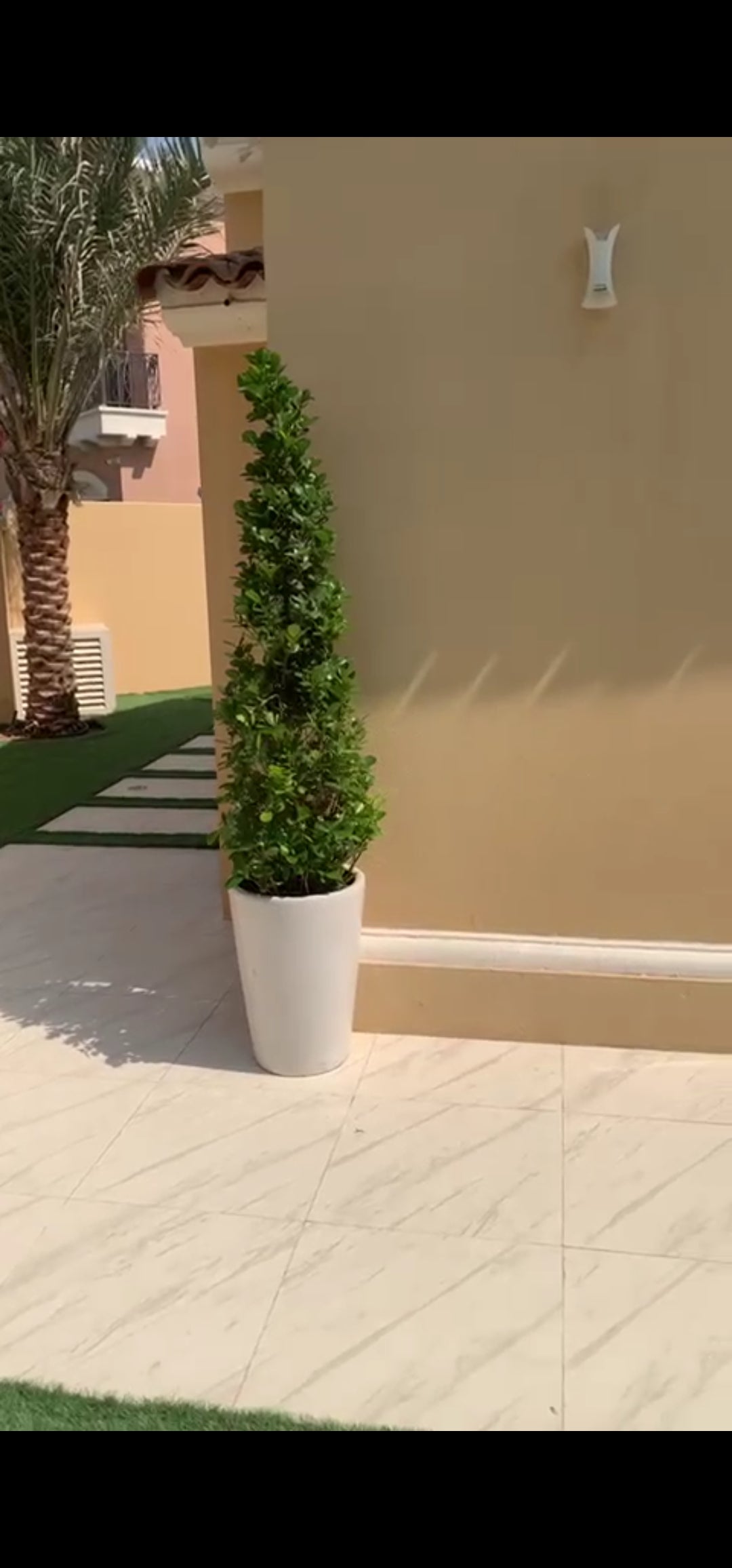 Ficus Giant Each
