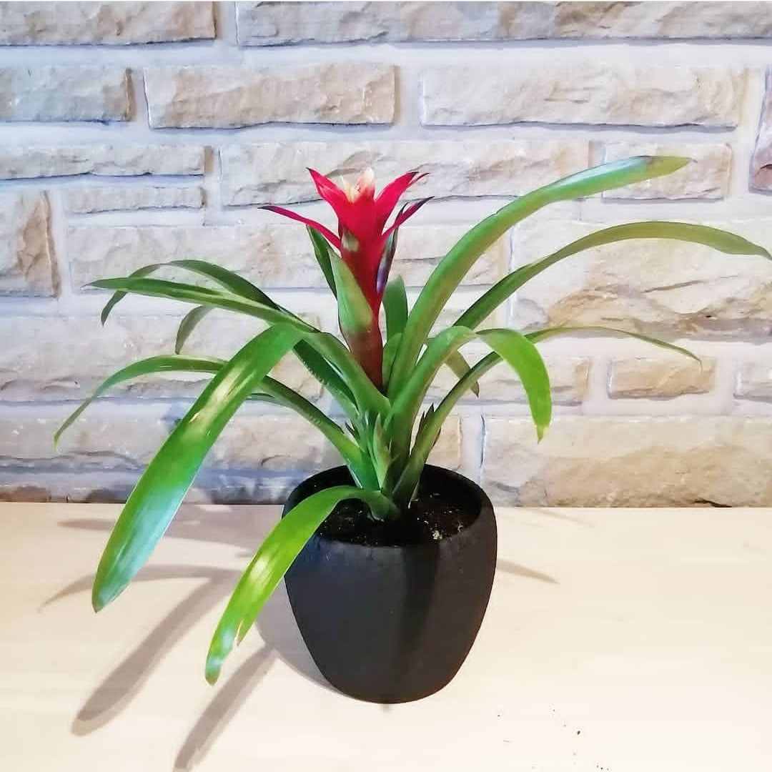 Bromelaid