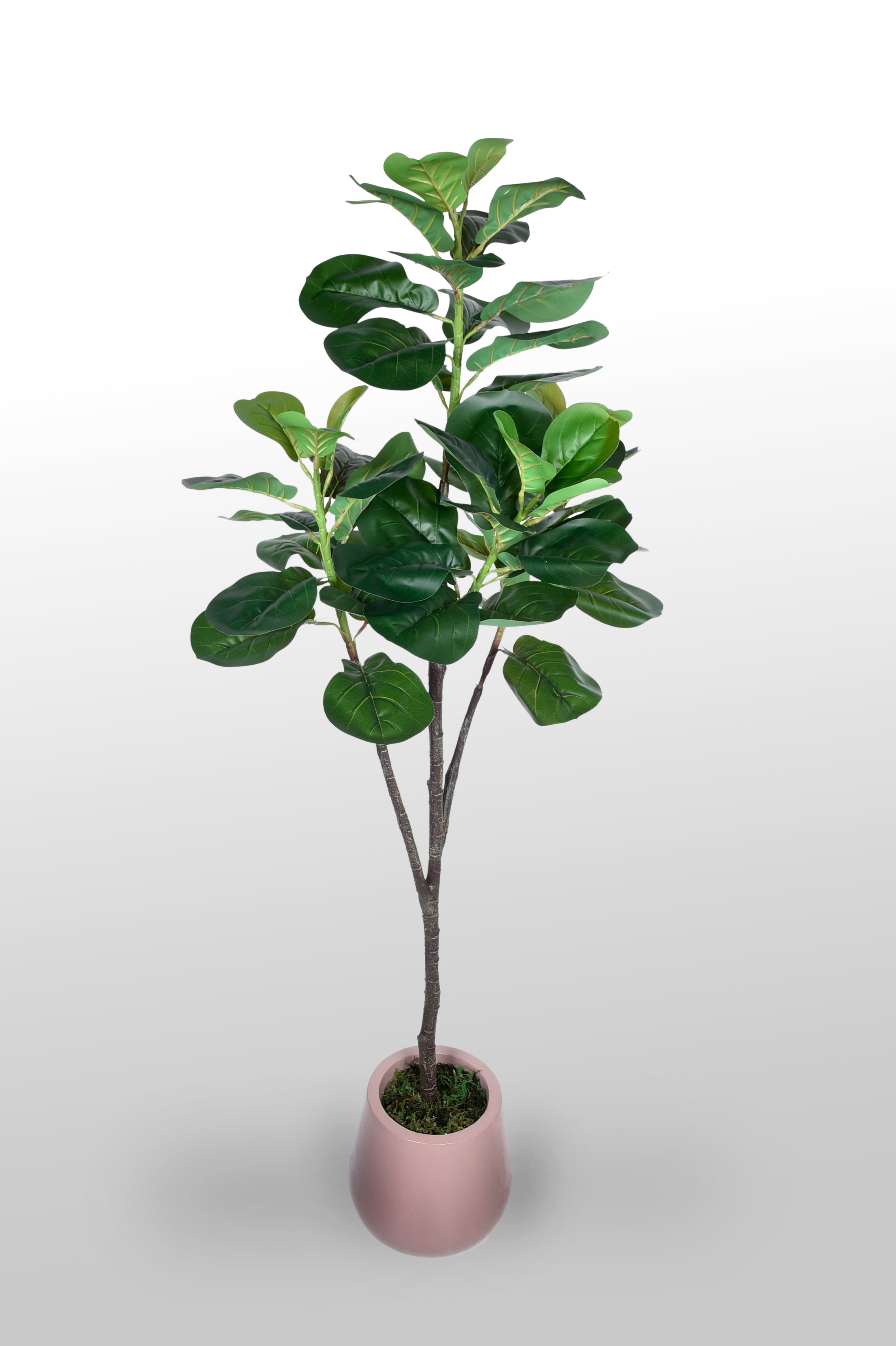 Artificial Fiddle in Fiber Pot|160-180cm