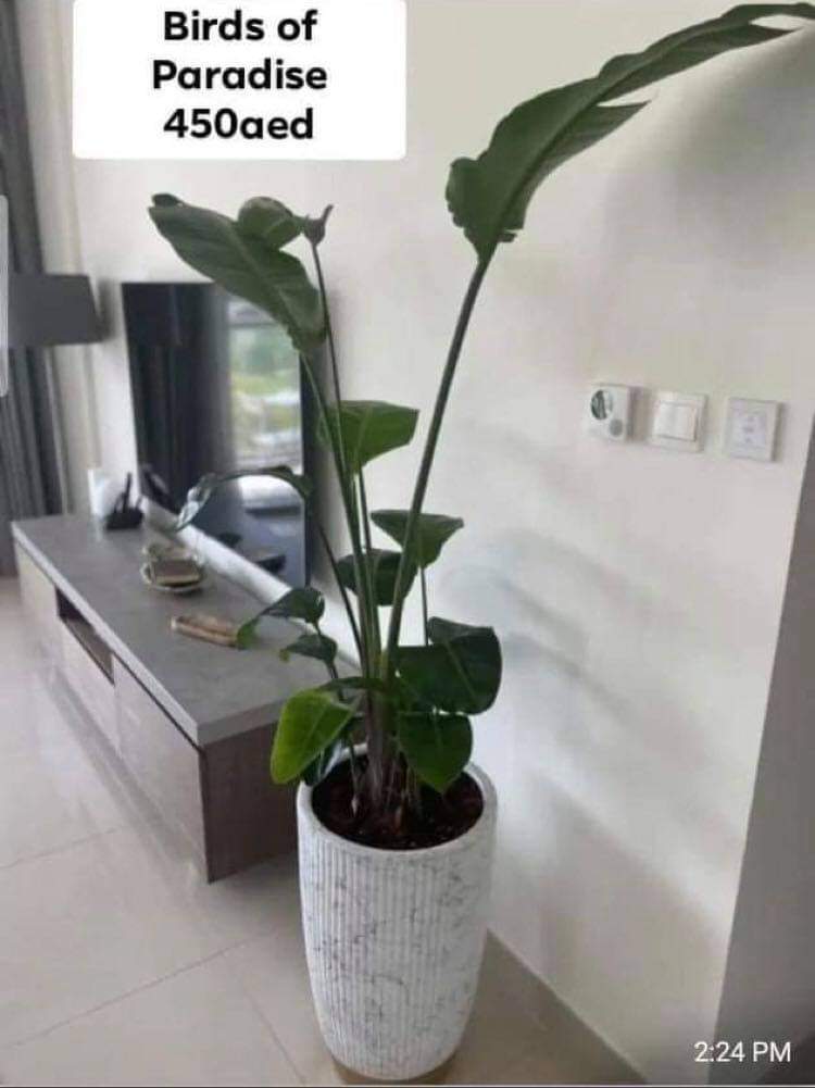 Bird of paradise Medium
