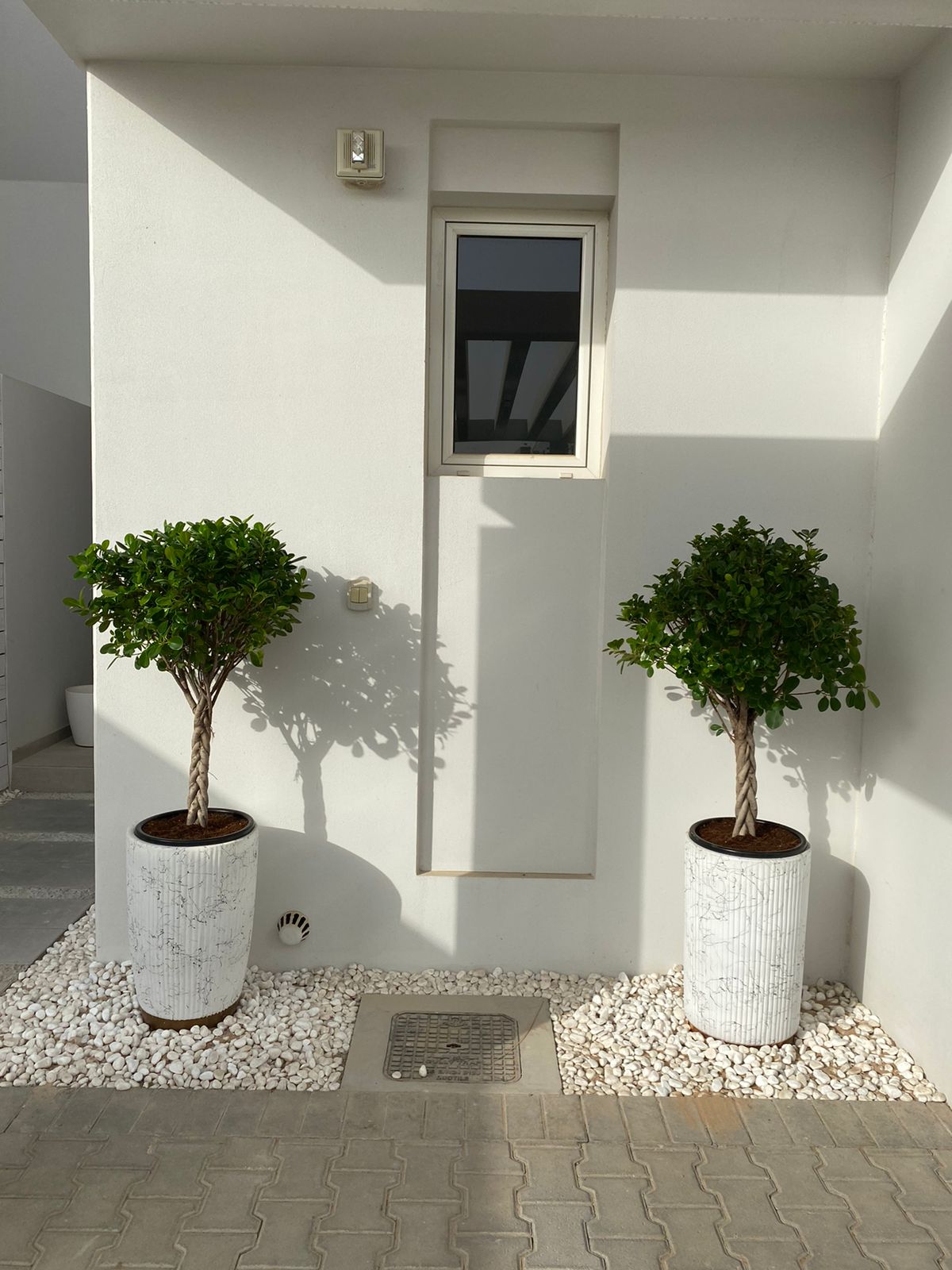 outdoor plant twin