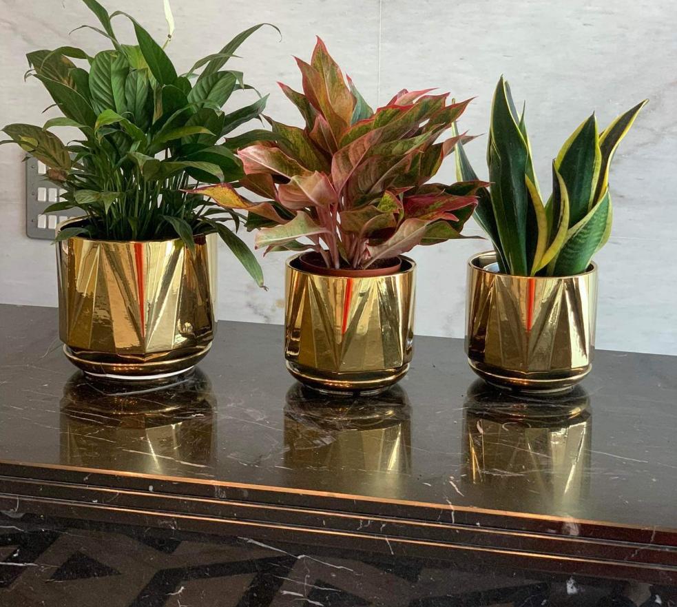 Office Plants Table Plant Bundle 3pc in gold