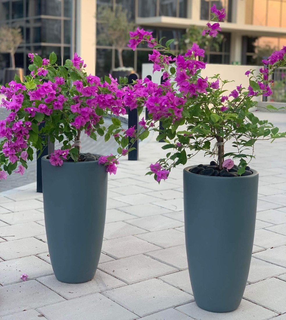 Bougainvillea Bundle in Long Pots Plants UAE