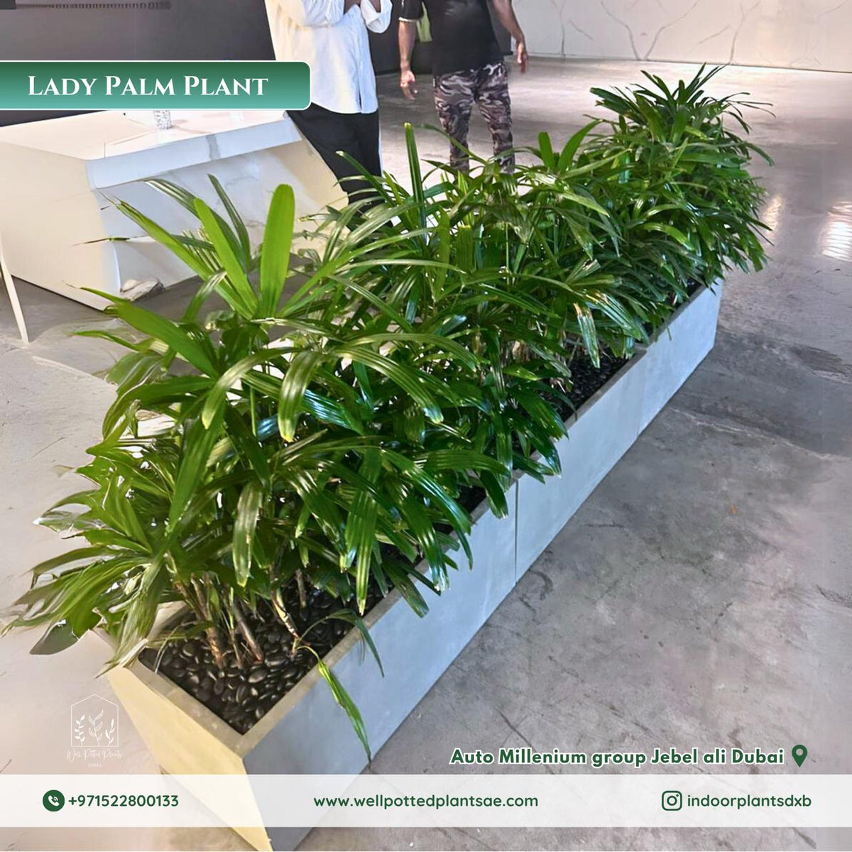 How Outdoor Pot Plants Can Define the Entrance Experience of UAE Businesses