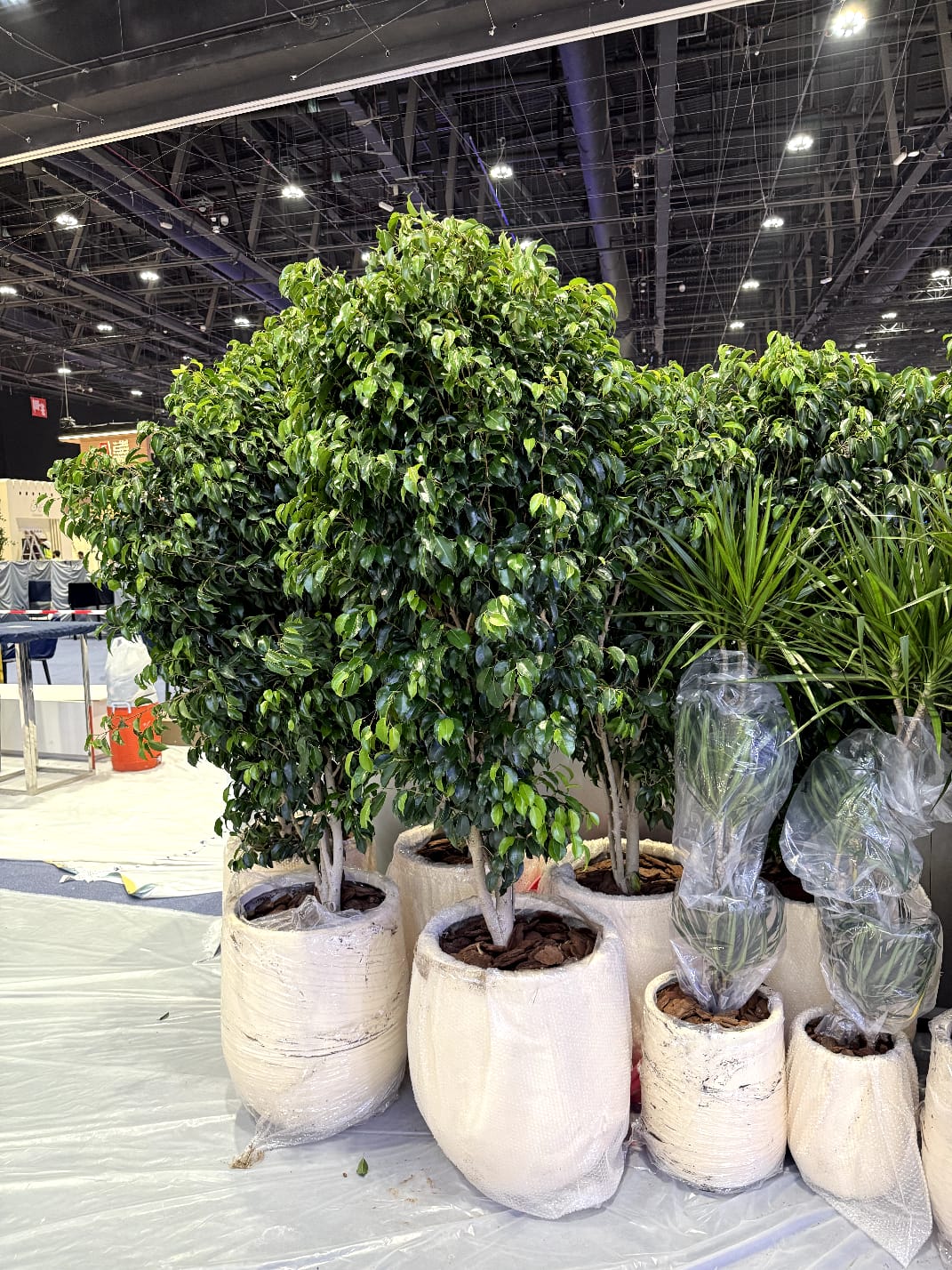 How to Choose Plants Online Without Seeing Them in Person