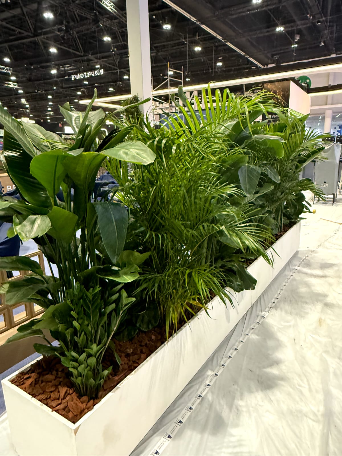 Large Indoor Plants That Instantly Transform Empty Corners