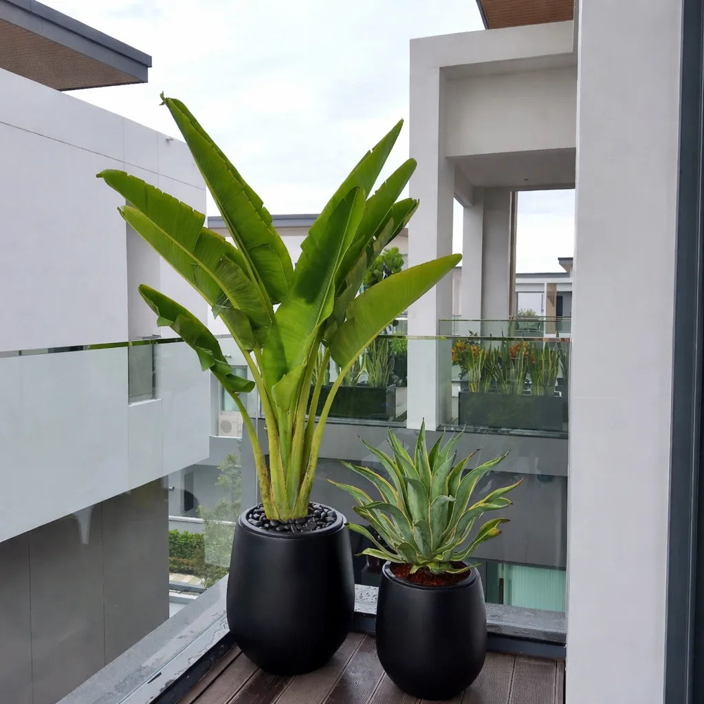 Coconut Majesty Palm Plants UAE