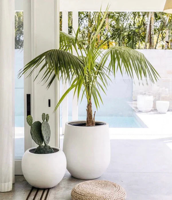 Outdoor Plants