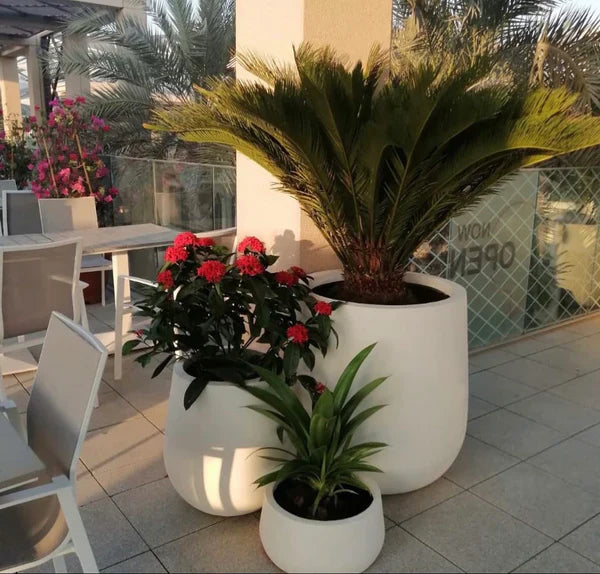 Natural Plants in UAE