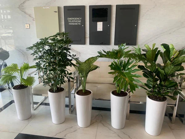 Woven Basket Plants UAE