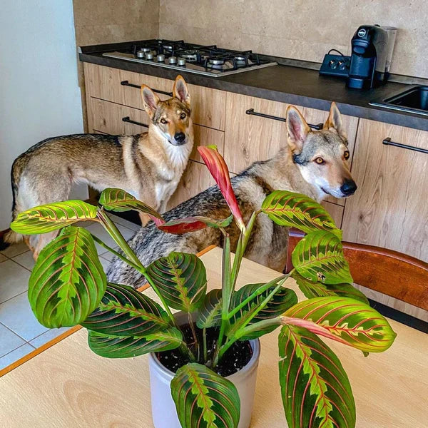 Pet Friendly Plants Online