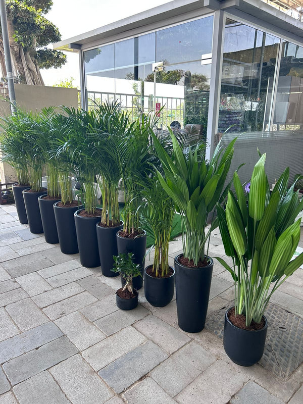 Dubai Best Potted Plants