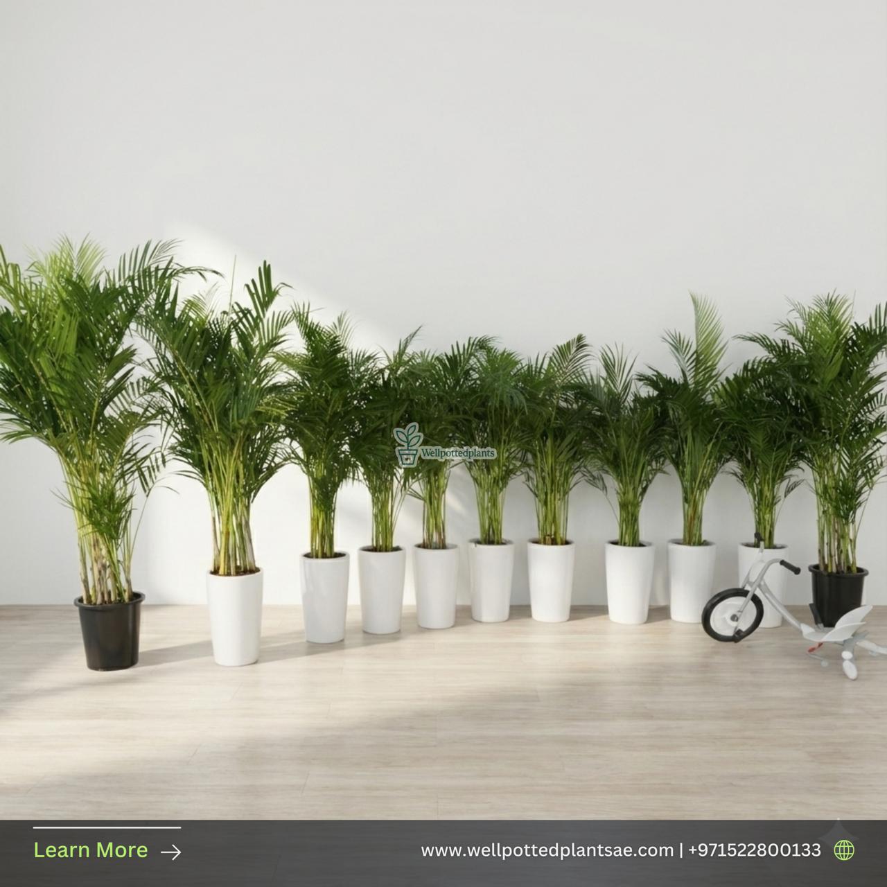 Areca Palm Bundle 11plants Office Plants or House Plants UAE