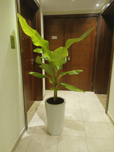 Banana Best Seller