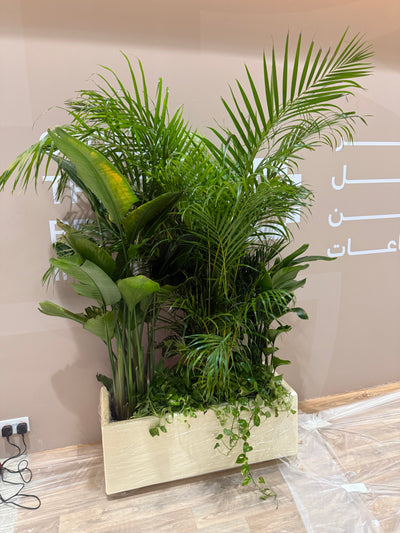 Office Plants Privacy Plant in Rectangle Pot Premium on Sale UAE