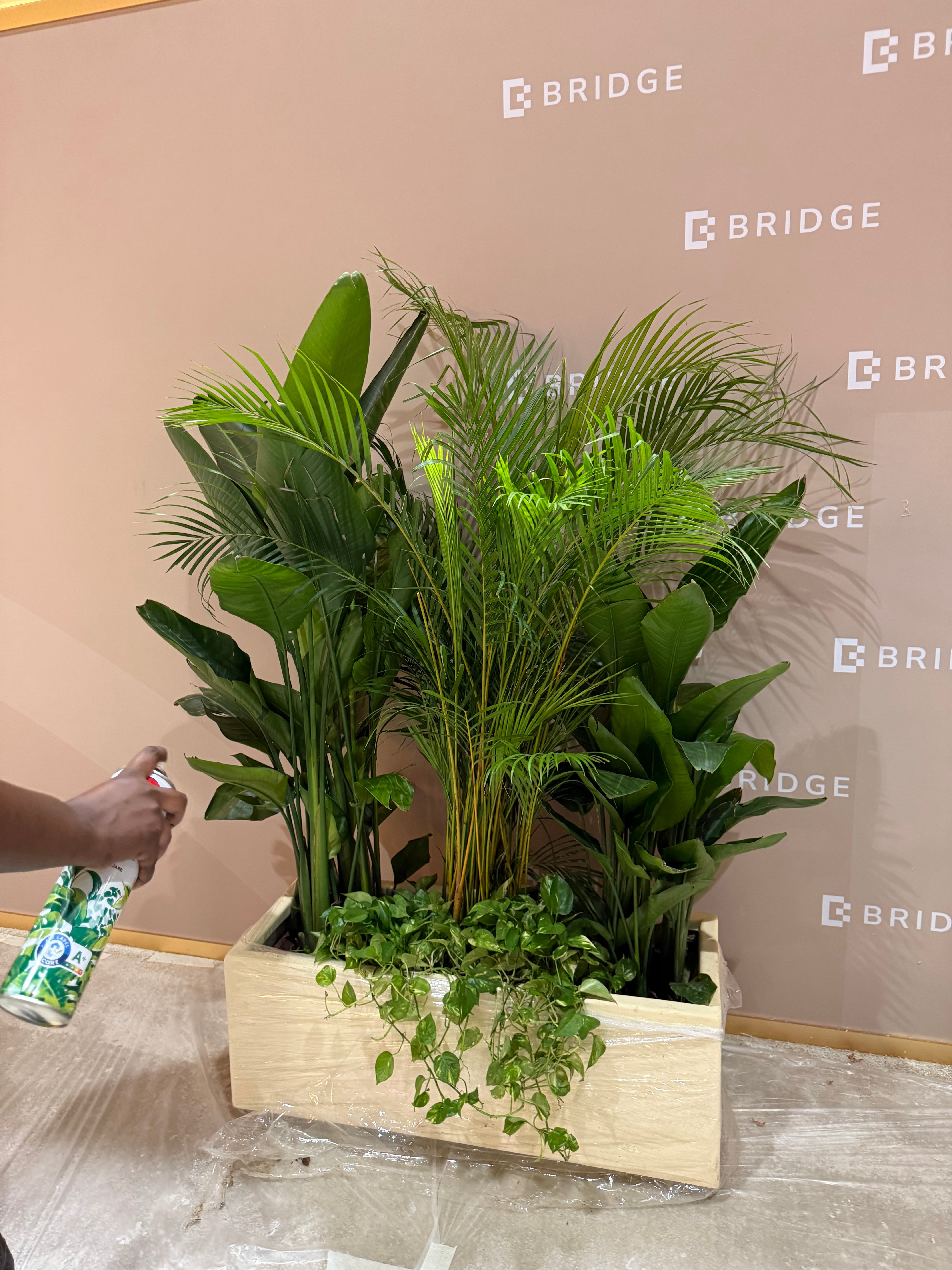 Office Plants Privacy Plant in Rectangle Pot Premium on Sale UAE
