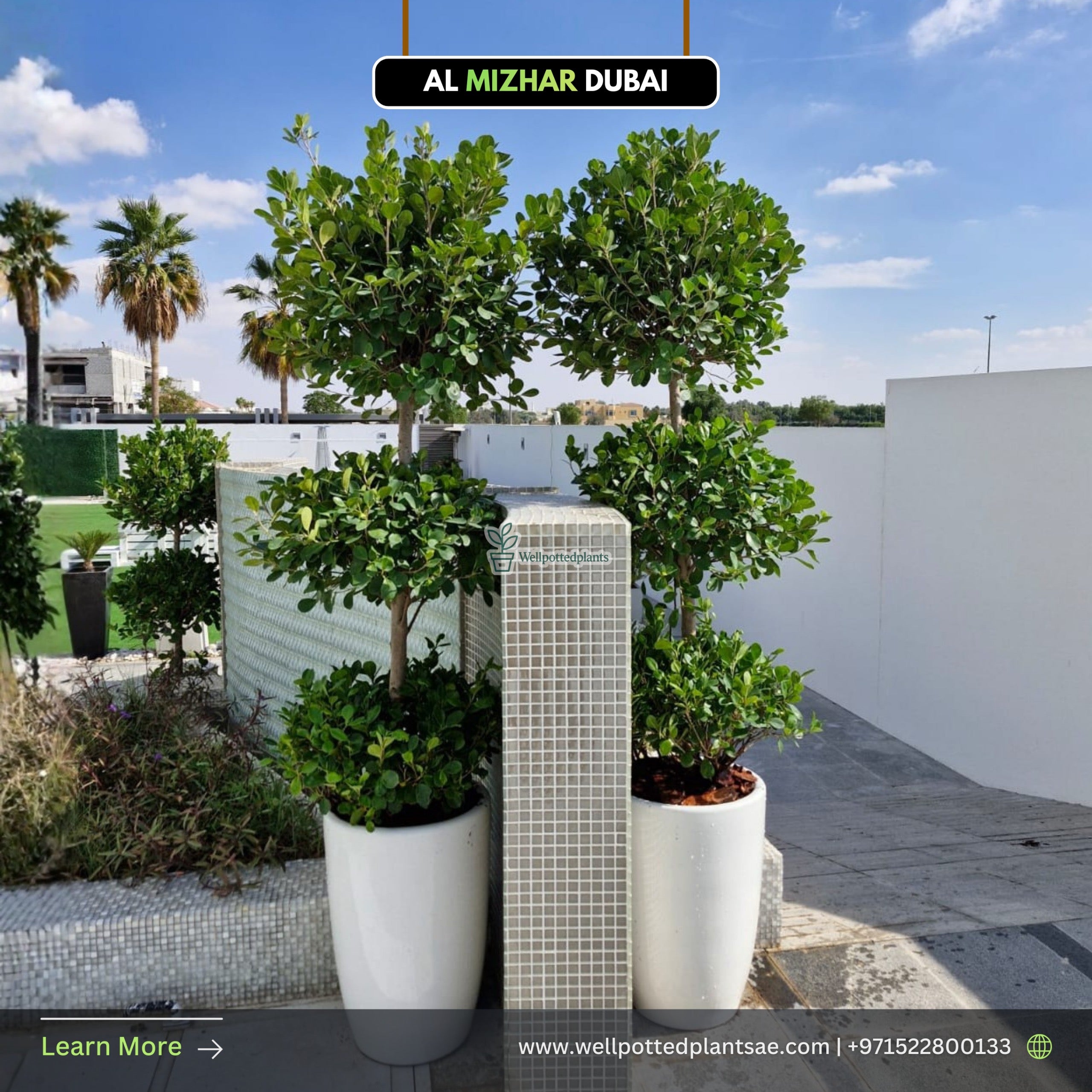 Ficus Triple Head Buy 1 Get 1 Free in Ceramic