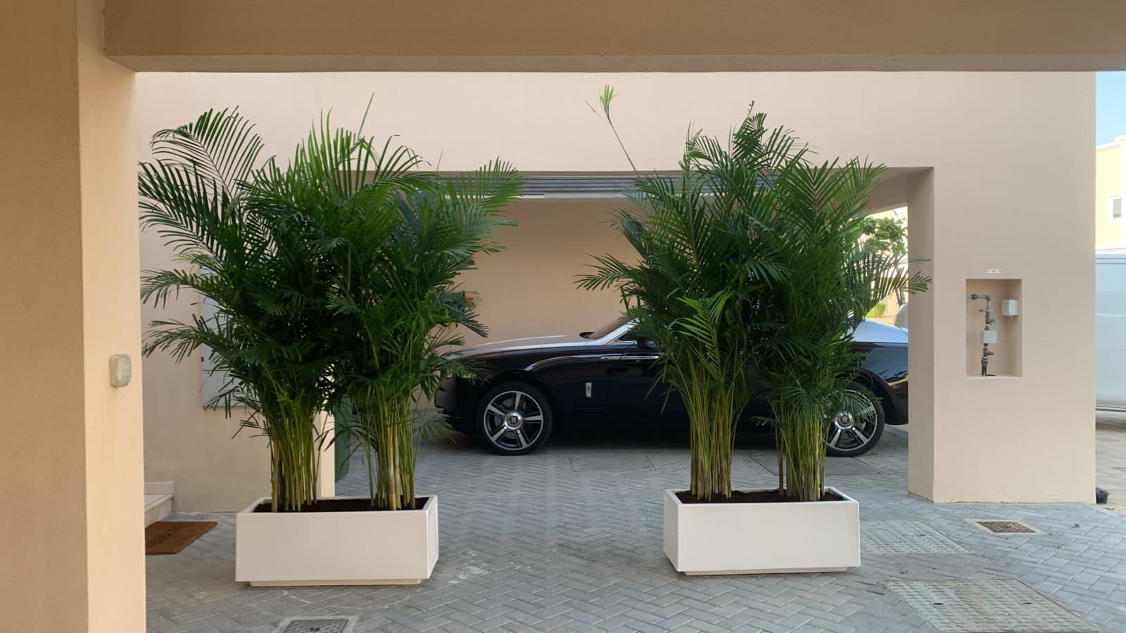 Areca Palm in Fiber Pot Height 2.5m to 3m XL