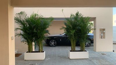 Areca Palm in Fiber Pot Height 2.5m to 3m XL