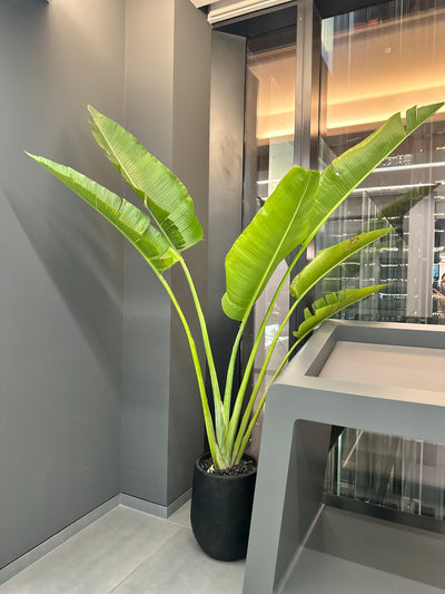 Office Plants Premium Bundle in Fiber Pot New 10pc