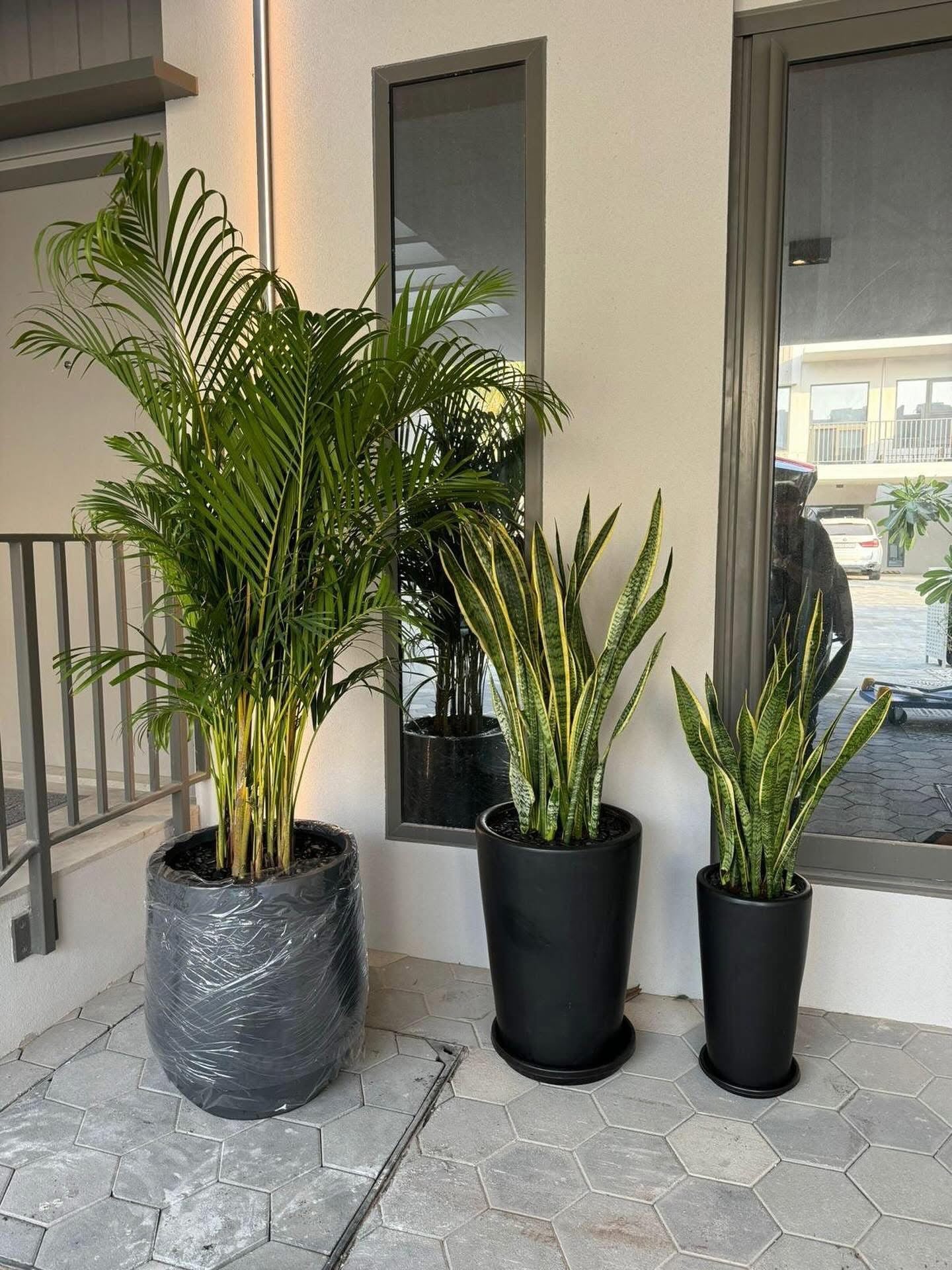 Three potted plants in black pots on a tiled floor with a mirror in the background.