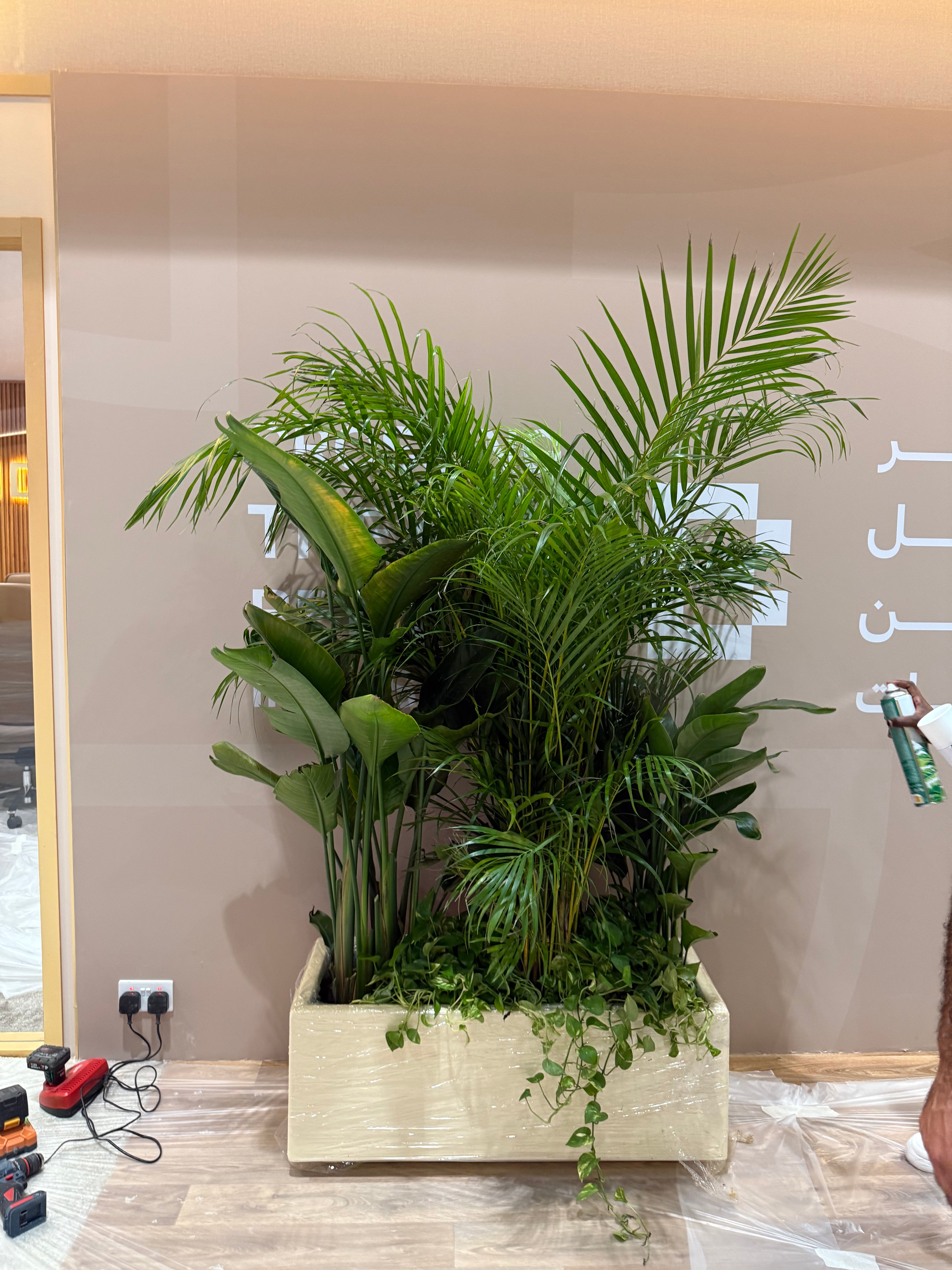 Office Plants Privacy Plant in Rectangle Pot Premium on Sale UAE
