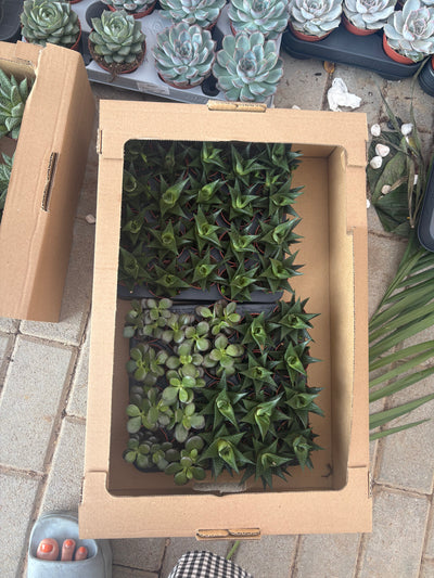 Table Plant Desk Plant Succulent Indoor Plants Dubai