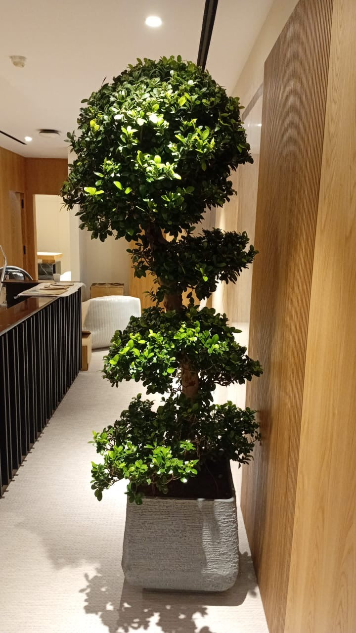 Bonsai XL  in Plastic Pot 1.8 to 2m Plants UAE