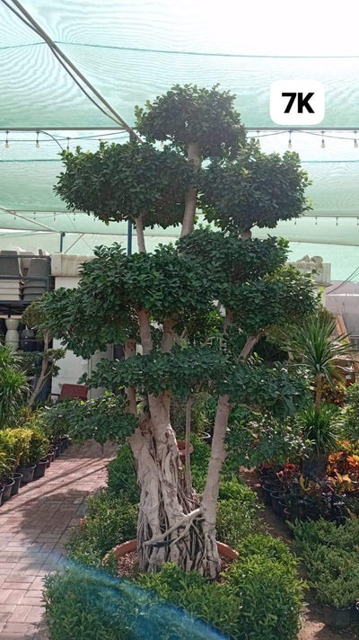 Bonsai Guardian XXL Bonsai Premium Plants UAE
