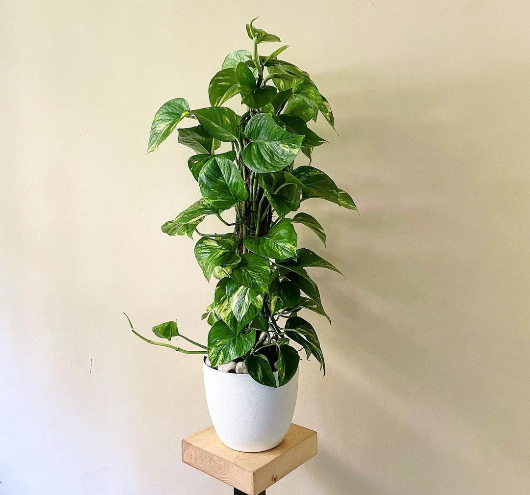 Air Purifying Bedroom Bundle