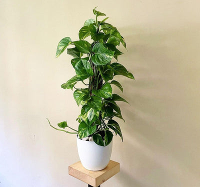 Air Purifying Bedroom Bundle