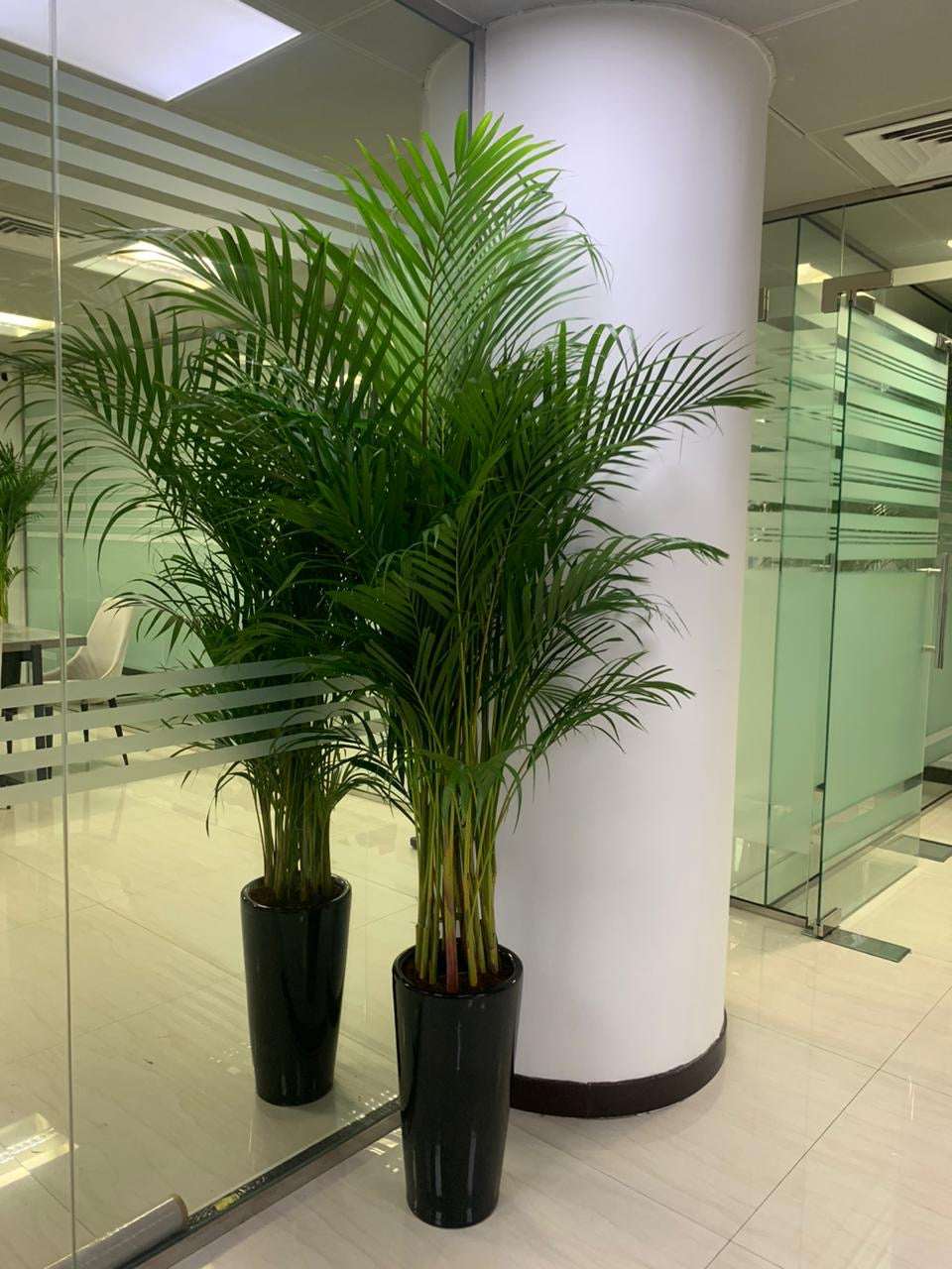 Areca Palm  Bundle (7 Pc) Indoor Office Plants Dubai