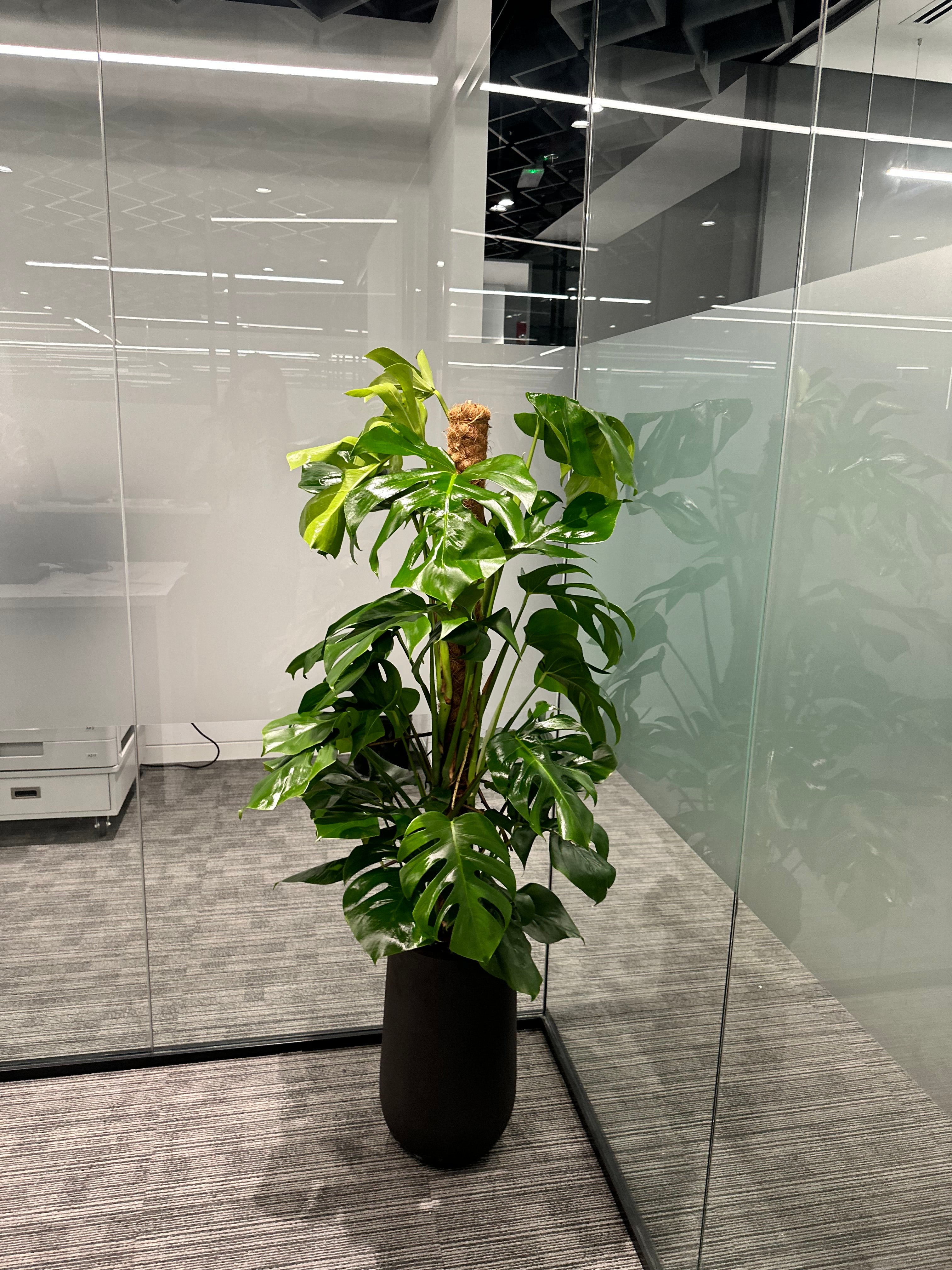 Office Plants Premium Bundle in Fiber Pot New 10pc