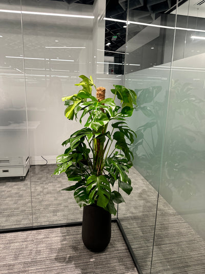 Office Plants Premium Bundle in Fiber Pot New 10pc