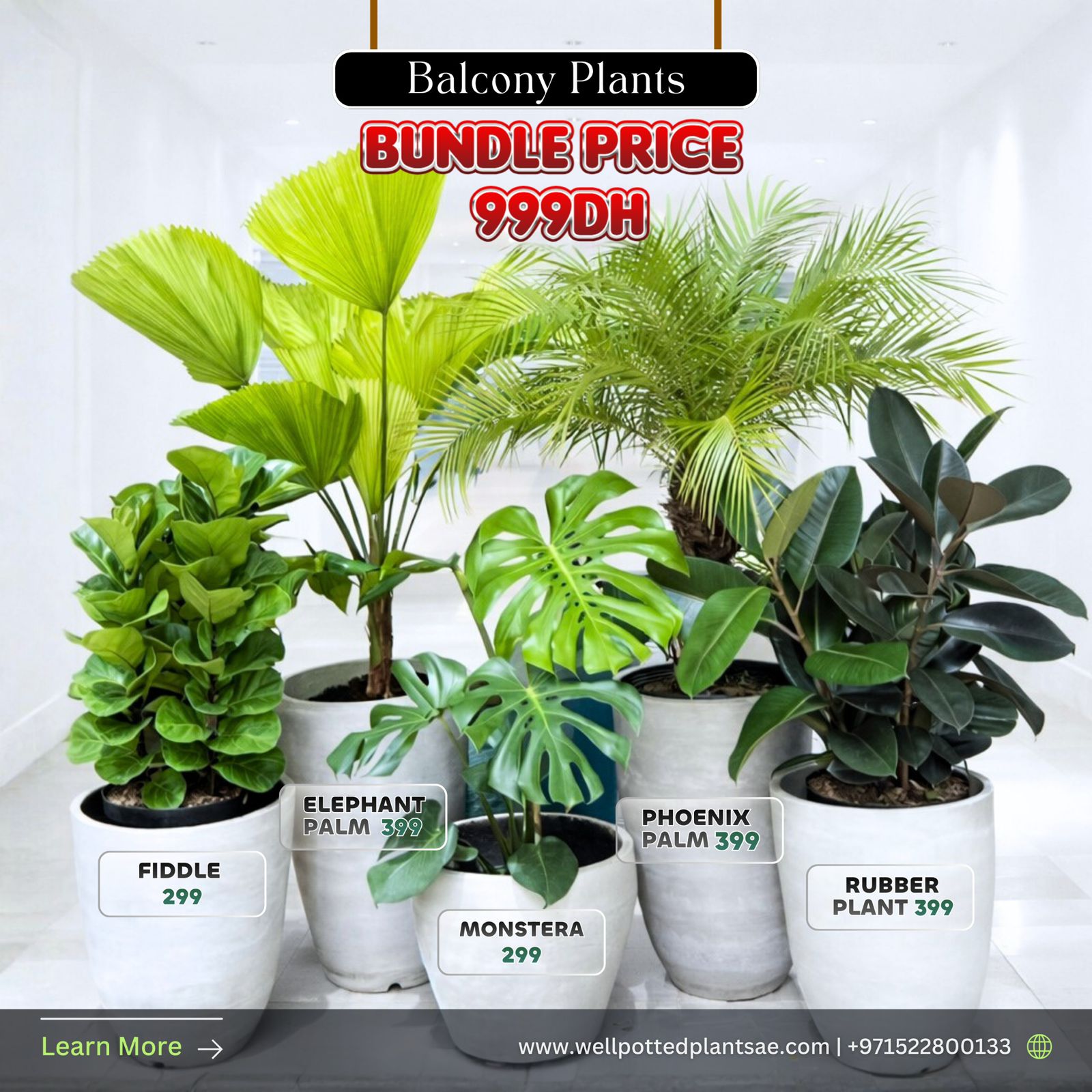 Set of potted plants with prices on a white background, featuring promotional text for a bundle price. Balcony Plants Bundle  5 Plants.