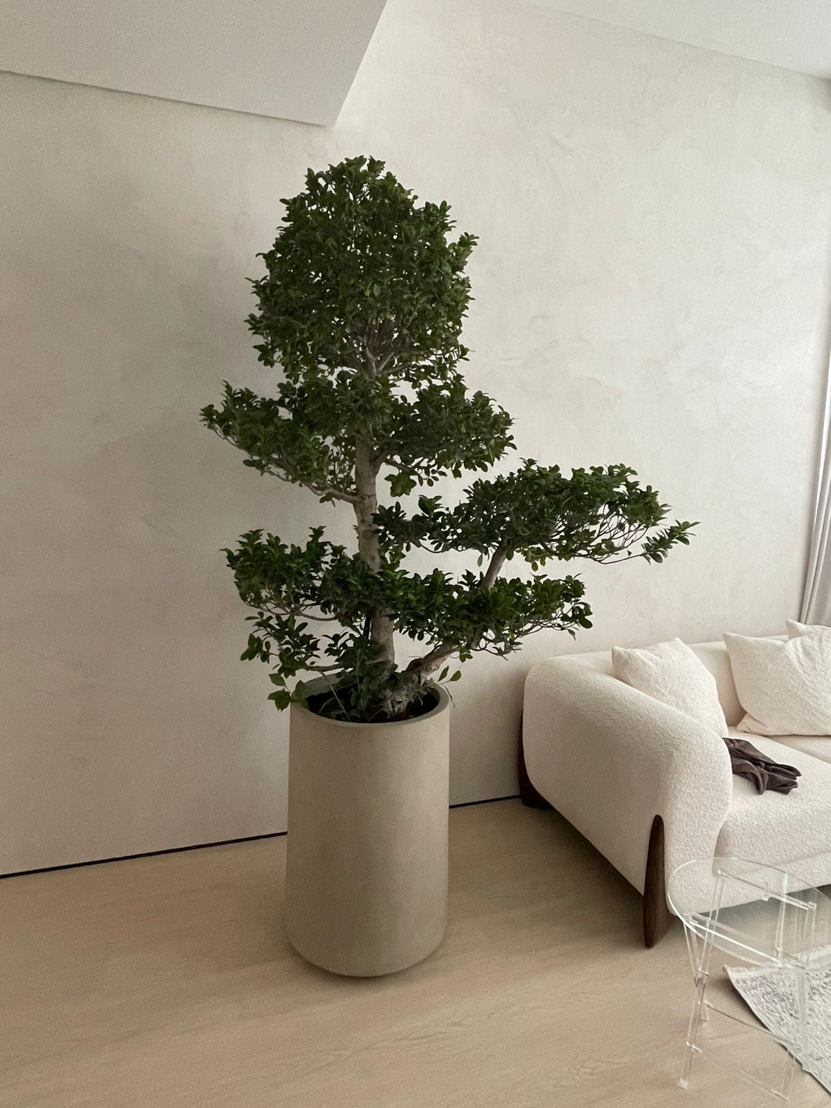 Big Bonsai Premium XL Size  in Fiber Matte Beige Indoor Plants UAE