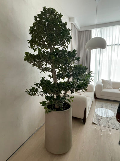 Big Bonsai Premium XL Size  in Fiber Matte Beige Plants UAE