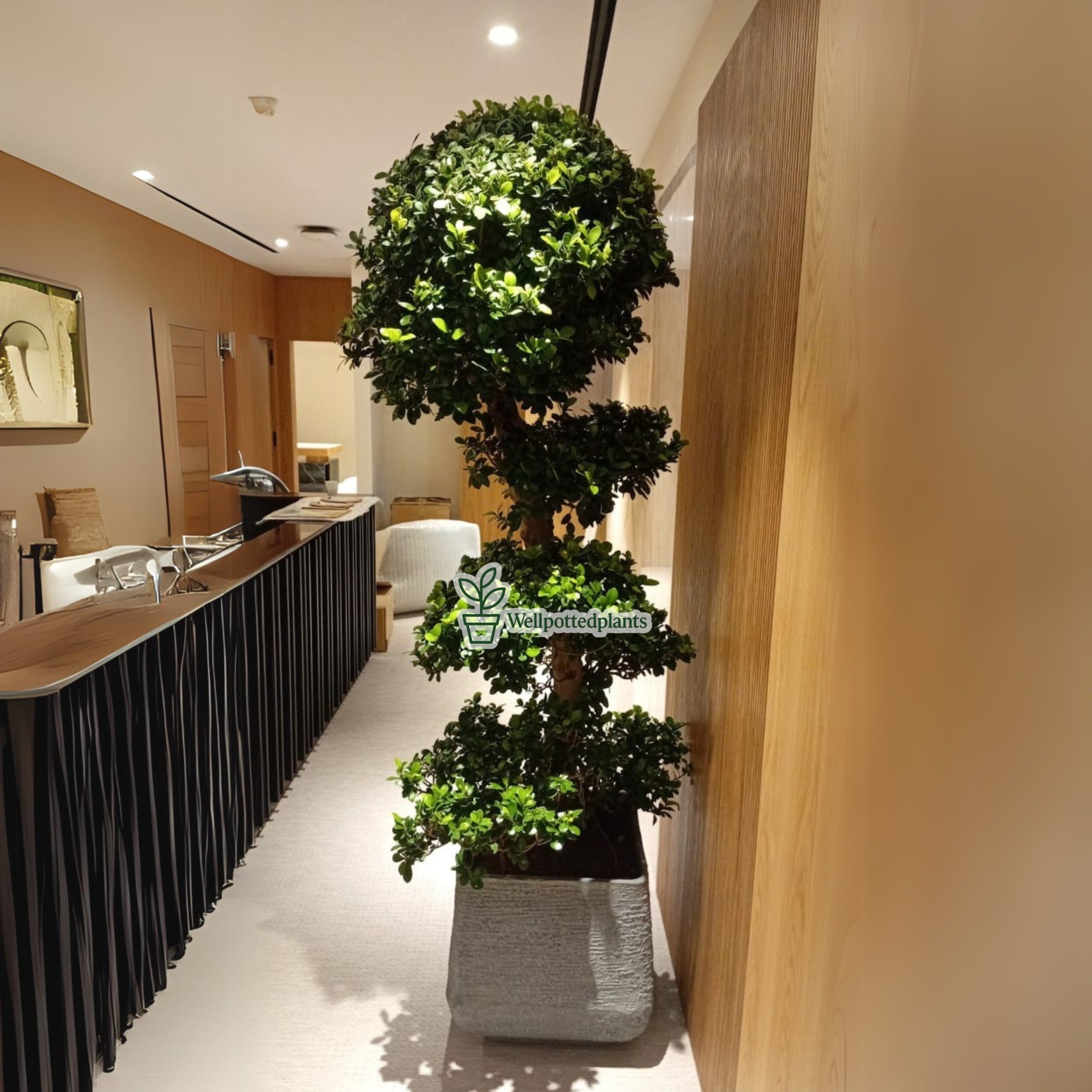 Bonsai XL  in Plastic Pot 1.8 to 2m Plants UAE.