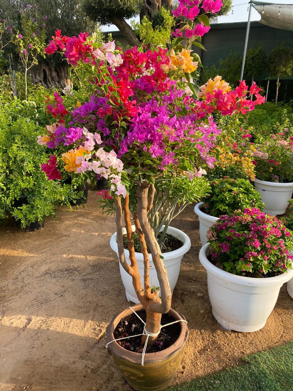 Bougainvillea Bonsai Indoor Plants UAE.