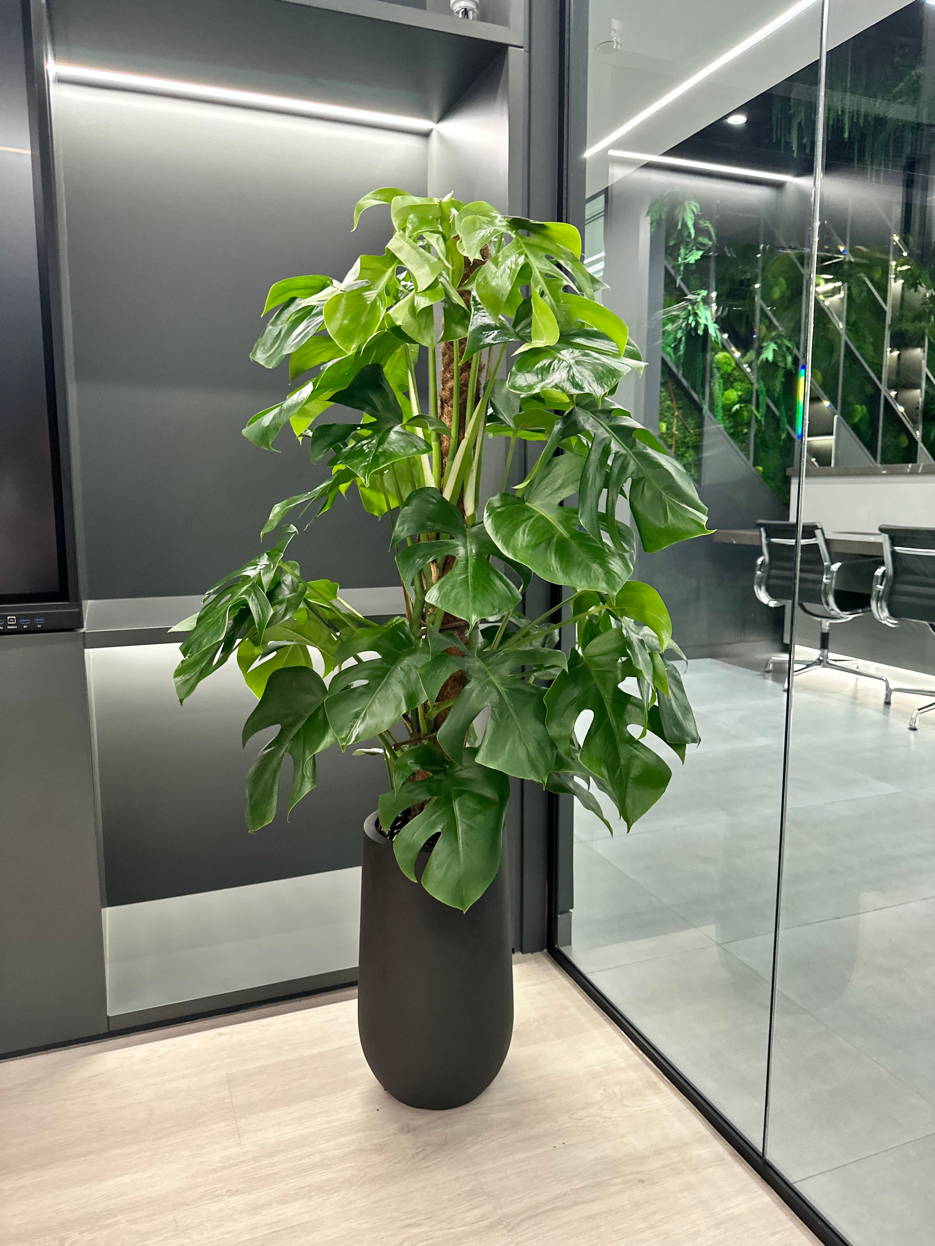 Office Plants Premium Bundle in Fiber Pot New 10pc