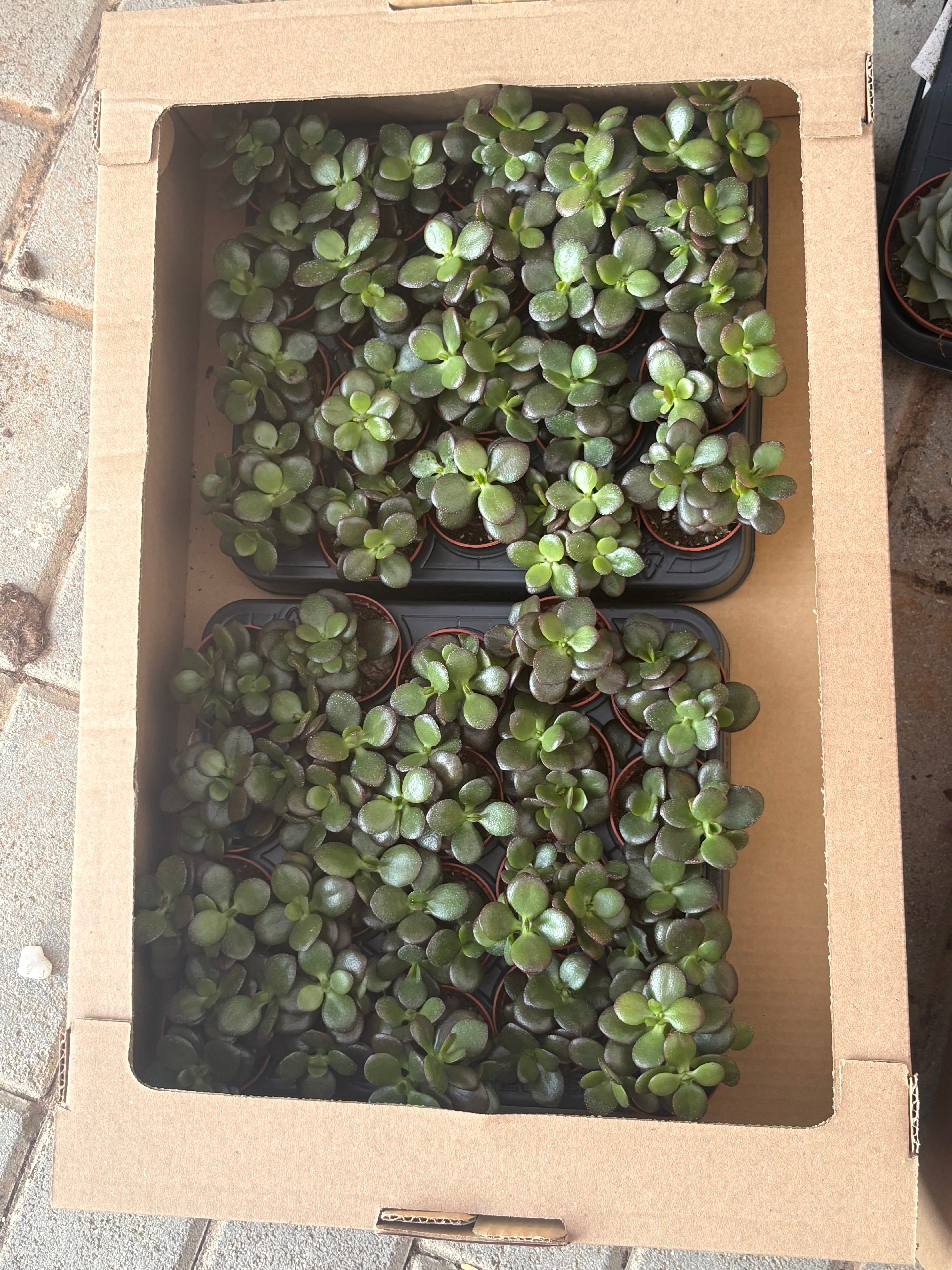 Table Plant Desk Plant Succulent Indoor Plants Dubai