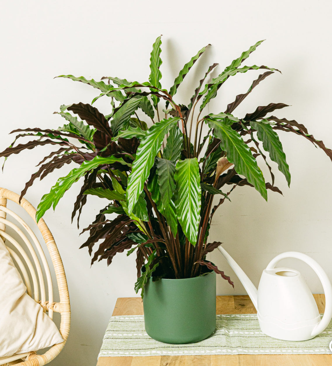 Wavestar Pet Friendly Plant